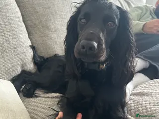 Cocker Spaniel dogs Beautiful Cocker Spaniel Puppies for Sale - Advert 9