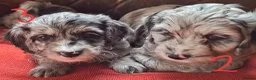 Cockapoo dogs for sale: F1 Cockapoo Pups  - Advert 17