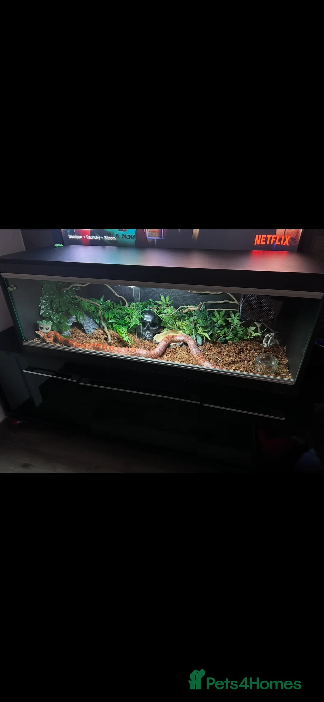 Corn Snake reptiles for sale: Corn snake for rehome to a good home  in Aldershot - Advert 2