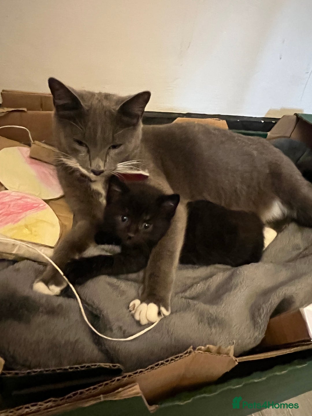 Mixed Breed cats for sale: 3 kittens for sale  - Image 10