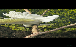 Cockatoo birds for sale: Wonderful Recco the cockatoo aged 6 yrs  - Image 3