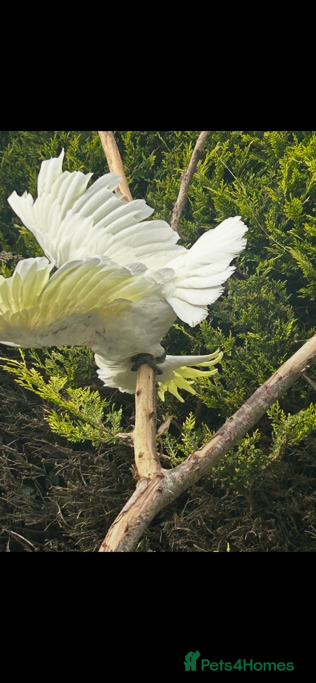 Cockatoo birds for sale: Wonderful Recco the cockatoo aged 6 yrs  - Image 3