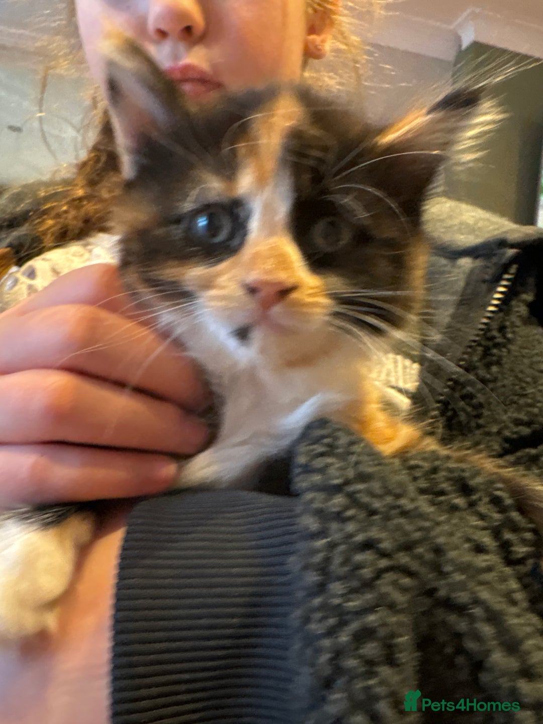 Mixed Breed cats for sale: 4 kittens for sale - Advert 9