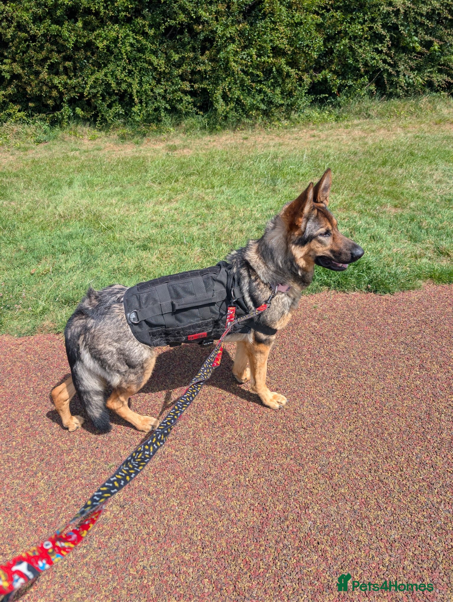 German Shepherd dogs Beautiful German Shepherd female - Advert 7