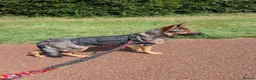 German Shepherd dogs for sale: Beautiful German Shepherd female in Pevensey - Advert 1