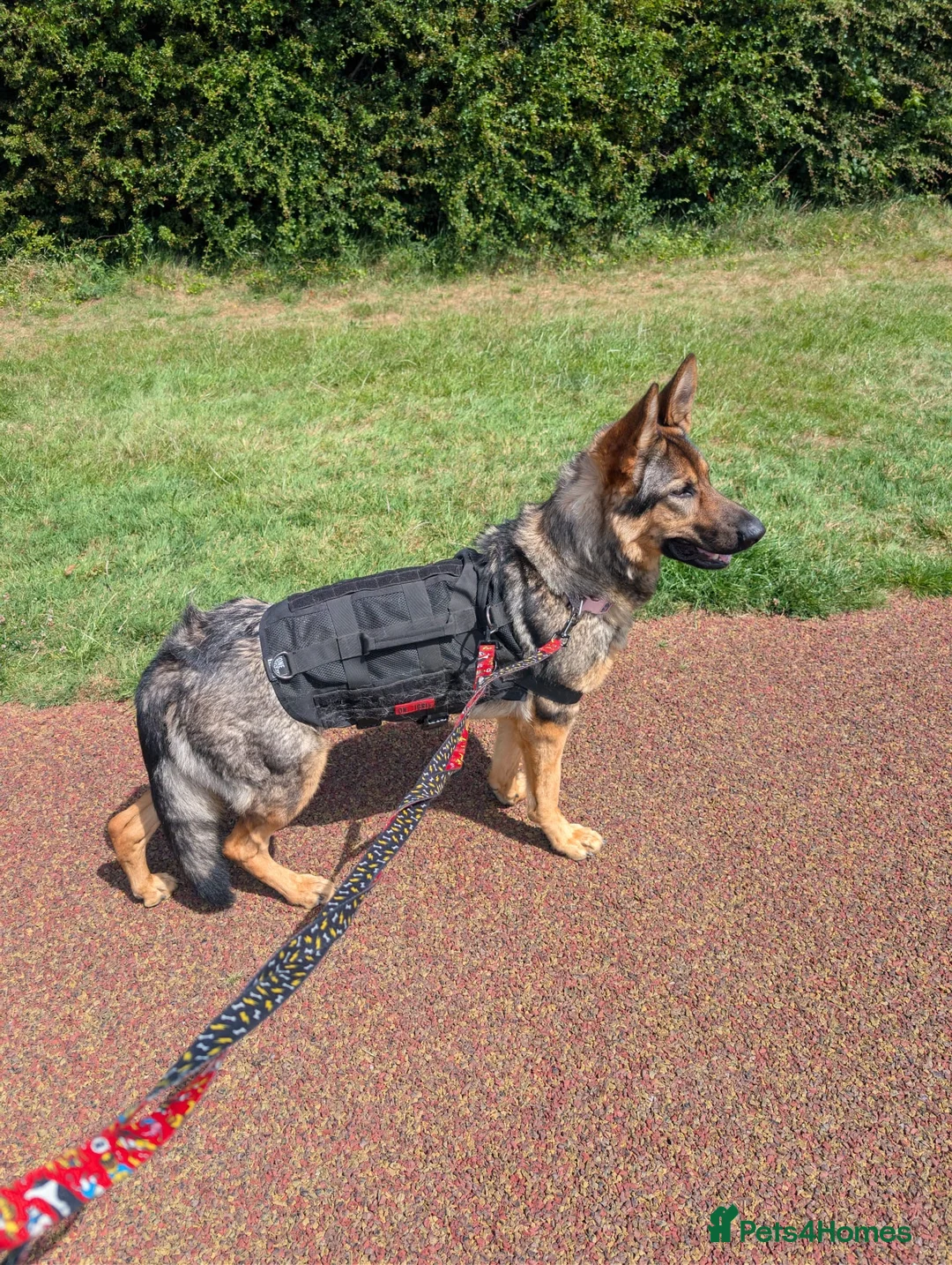 German Shepherd dogs for sale: Beautiful German Shepherd female in Pevensey - Advert 1