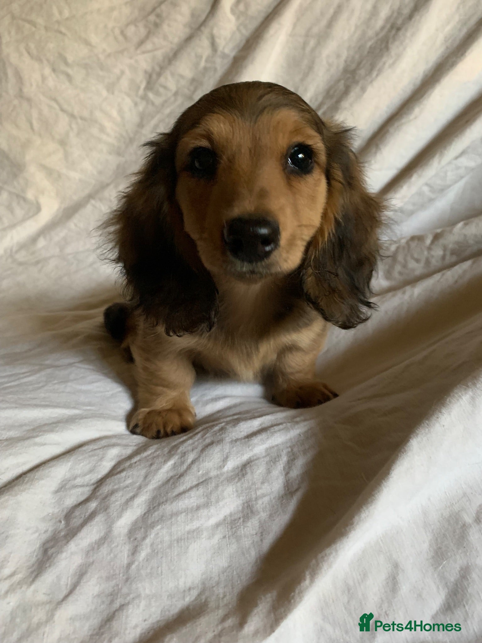 Dachshund dogs Ready now top quality KC Reg - Advert 4