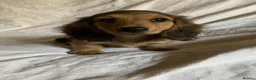 Dachshund dogs for sale: Ready now top quality KC Reg - Advert 1