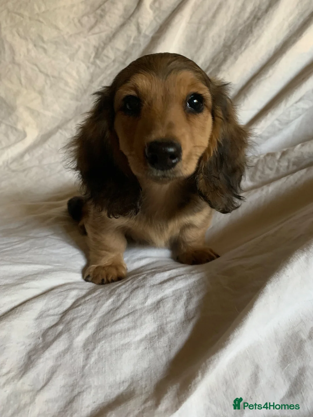 Dachshund dogs for sale: Ready now top quality KC Reg - Advert 1