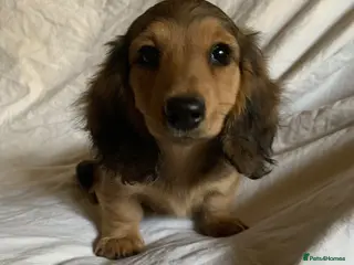Dachshund dogs Ready now top quality KC Reg - Advert 4