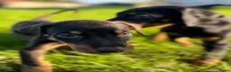 Dobermann dogs for sale: ❌ ready monday❌Health tested Dobermans not Kc reg  - Advert 9