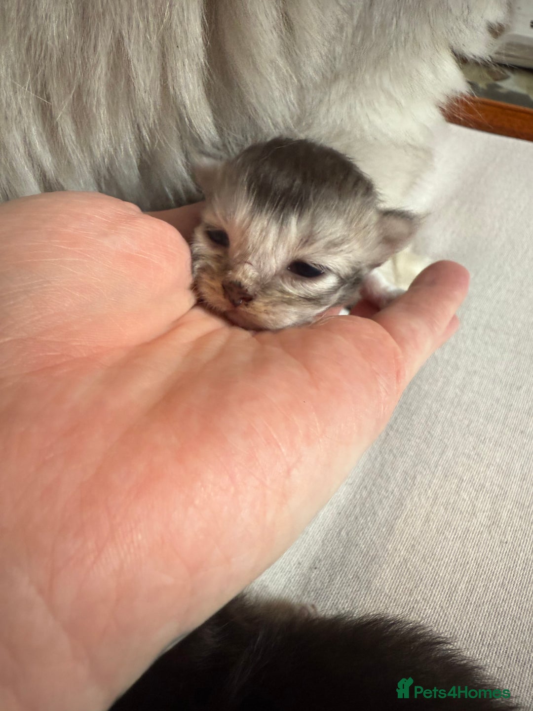 British Shorthair cats for sale: 🩵 3 British Long/Shorthair kittens! 🩵 - Image 11