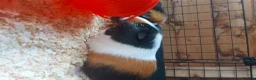 Guinea Pig rodents for sale: Beautiful pair of boys for sale in Derby - Advert 5