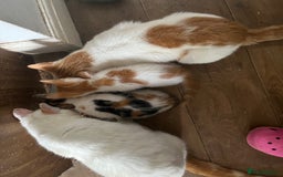 Mixed Breed cats for sale: Mixed litter  - Image 1