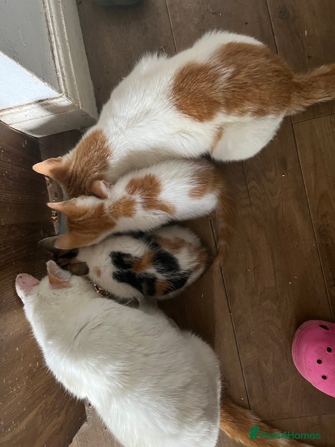 Mixed Breed cats for sale: Mixed litter  - Image 1