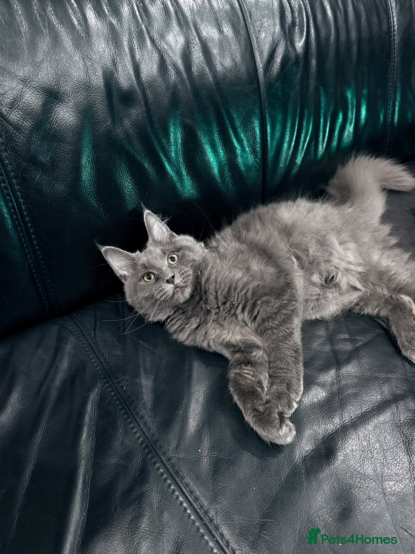 Maine Coon cats Blue Maine Coon  Kitten Girl from XXL Parents  - Advert 1