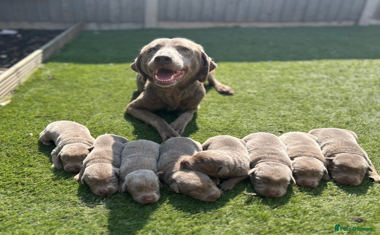 Labrador Retriever dogs - Advert 1