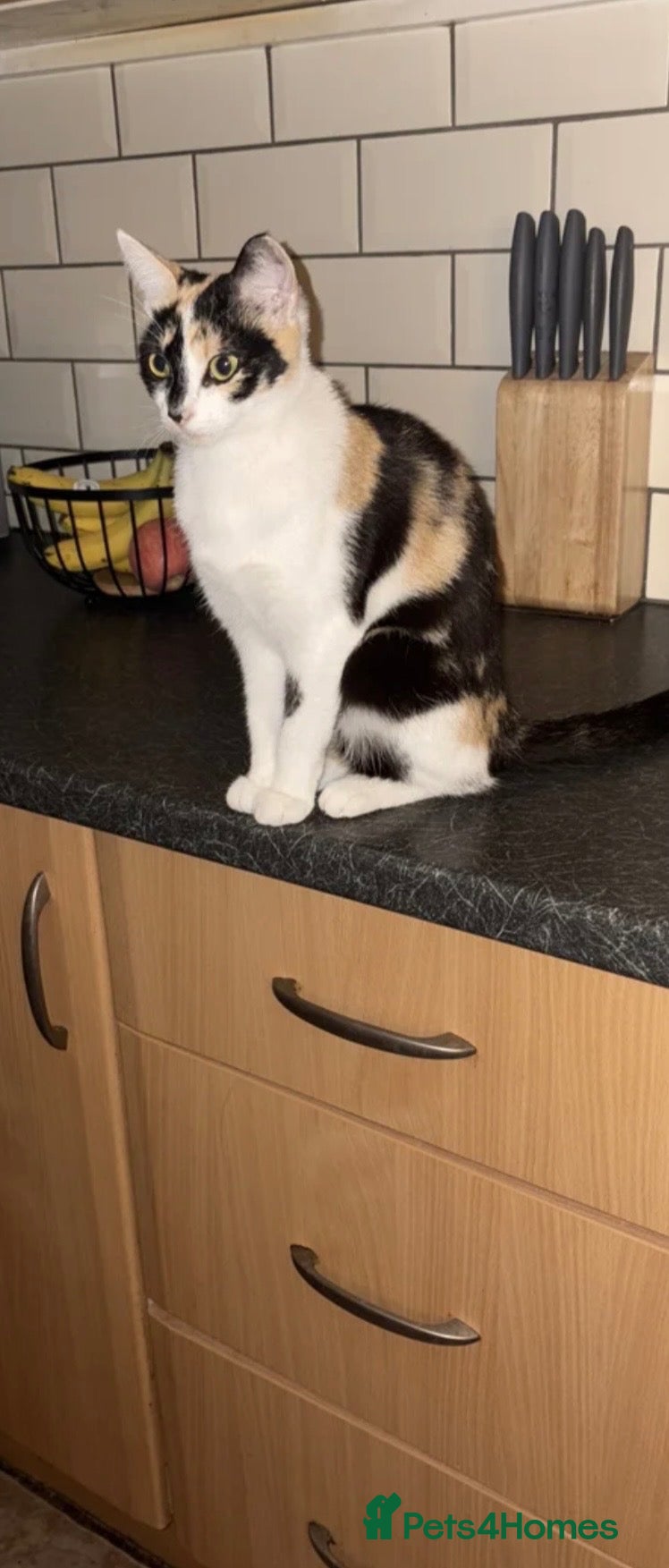 British Shorthair cats Beautiful kittens available  - Advert 1