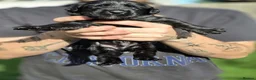 Labrador Retriever dogs for sale: Labrador  - Advert 13