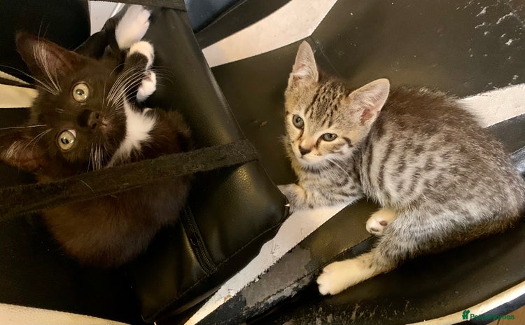 Mixed Breed cats - Advert 16