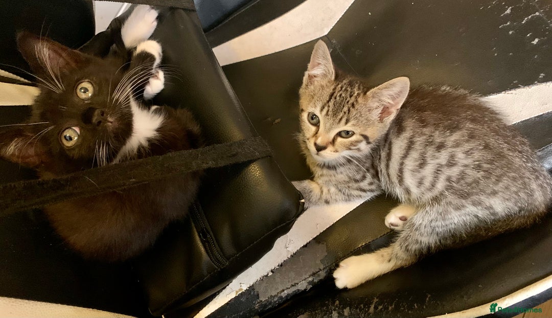 Mixed Breed cats for sale: Tuxy & Stripy - two gorgeous boys for sale - Image 1