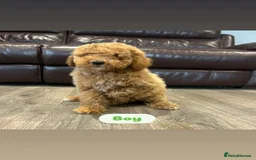 Cavapoo dogs for sale: Adorable Cavapoos ready for their new families 🐾 - Image 6