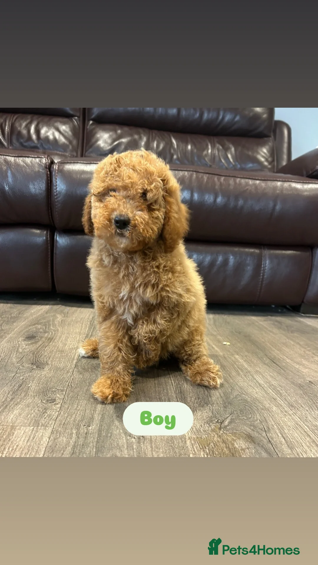 Cavapoo dogs for sale: Adorable Cavapoos ready for their new families 🐾 - Image 6
