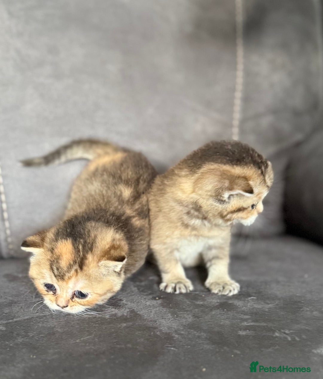 British Shorthair cats for sale: Beautiful GCCF kittens from champion lines  - Image 14