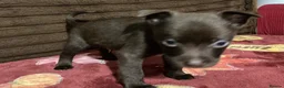 Mixed Breed dogs for sale: Pomeranian cross schnauzer in Colchester - Advert 3