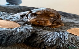 Sprocker dogs for sale: Sprocker puppies - Image 25