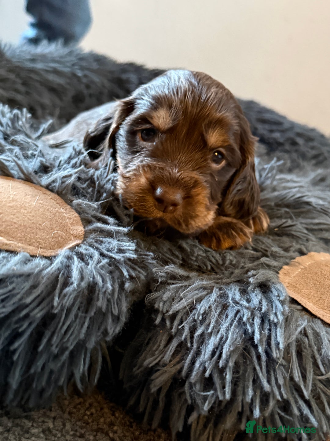 Sprocker dogs for sale: Sprocker puppies - Image 25