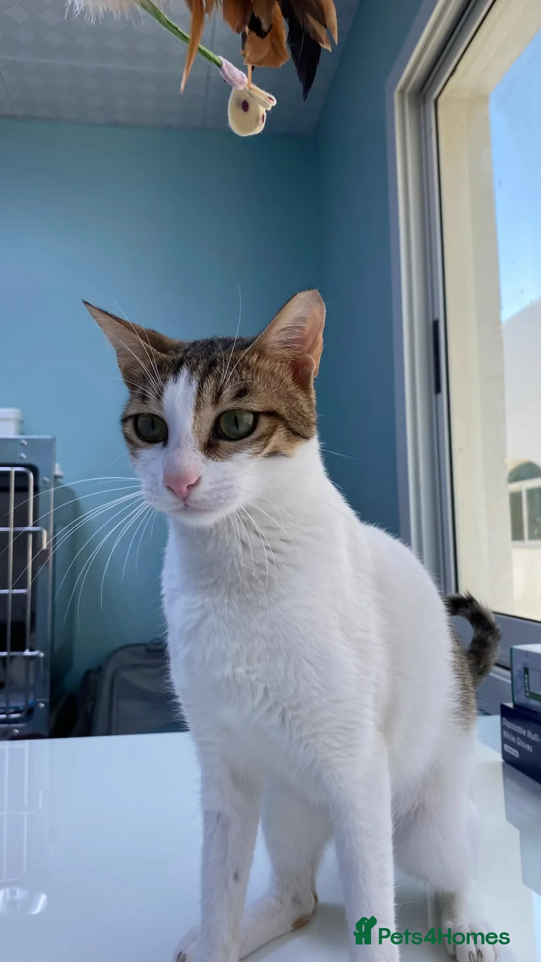 Mixed Breed cats for adoption: Lily - Affectionate Cuddly Girl - Advert 2