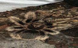 Tarantulas invertebrates for sale: Adult female curly hair and enclosure. - Image 1