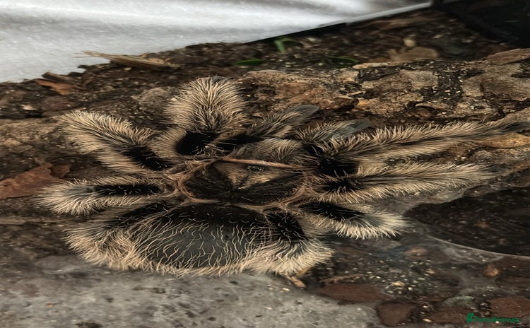 Tarantulas invertebrates - Advert 1