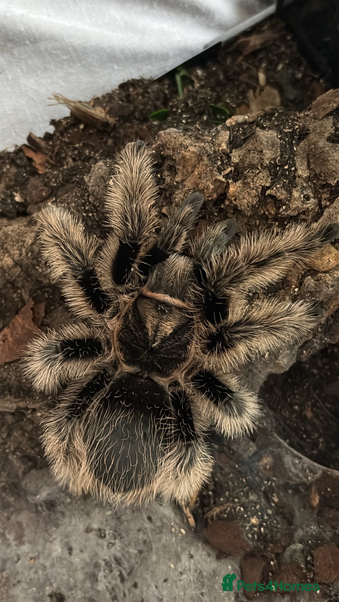 Tarantulas invertebrates for sale: Adult female curly hair and enclosure. - Image 1
