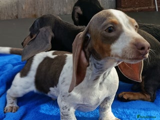 Miniature Dachshund dogs - Advert 9