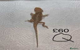 Bearded Dragon reptiles for sale: Various Baby Bearded Dragons For Sale - Advert 34