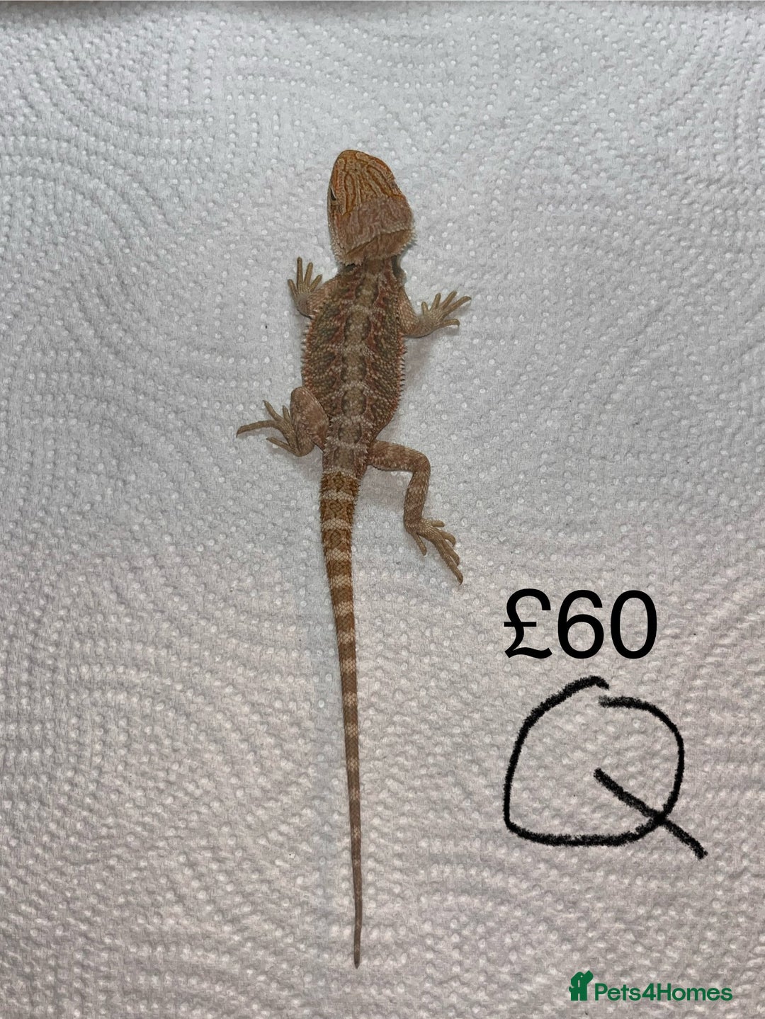 Bearded Dragon reptiles for sale: Various Baby Bearded Dragons For Sale - Advert 34