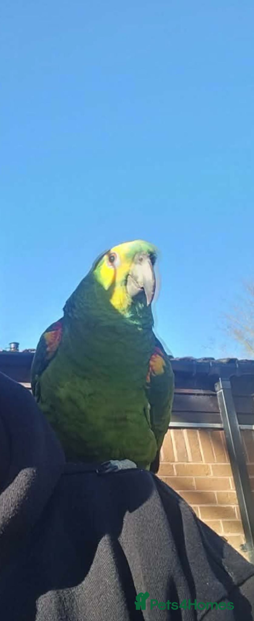 Parrots birds Amazon male - Advert 5