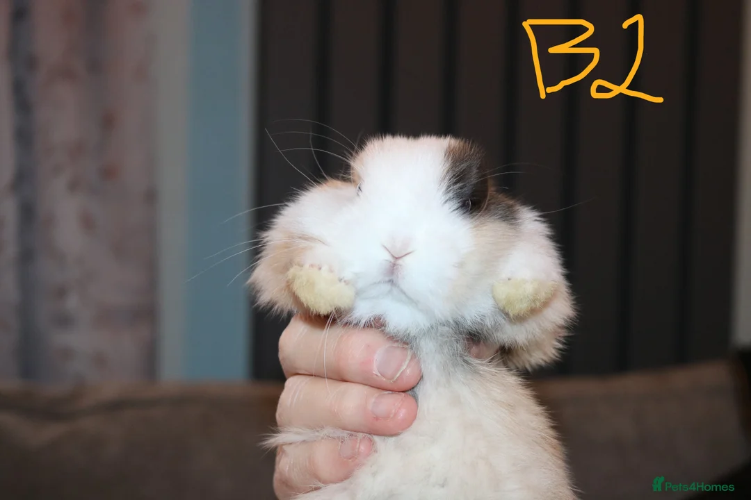 Mini Lop rabbits for sale: Mini Lop babies x 3 - Advert 7