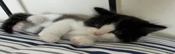 Persian cats for sale: Persian Dollface x BSH in Beaworthy - Advert 16