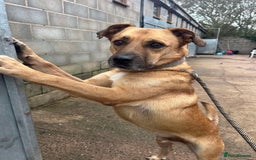 Mixed Breed dogs for adoption: Meet Piper,currently residing in Cheshire  - Image 8