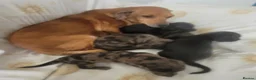 Dachshund dogs for sale: Three quarter Dachshund quarter jack russel pups - Advert 1