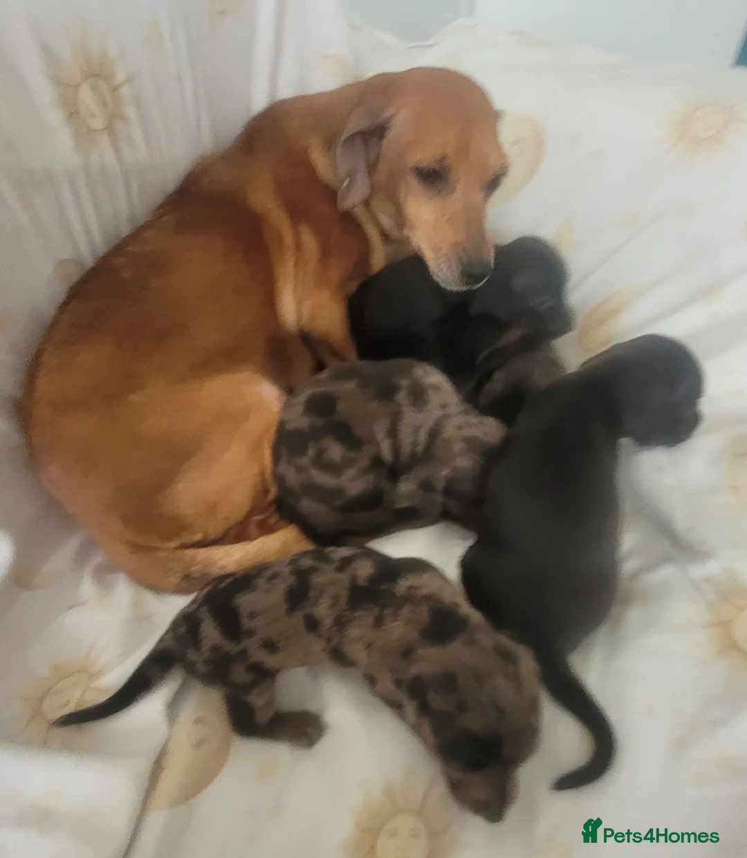 Dachshund dogs for sale: Three quarter Dachshund quarter jack russel pups - Advert 1