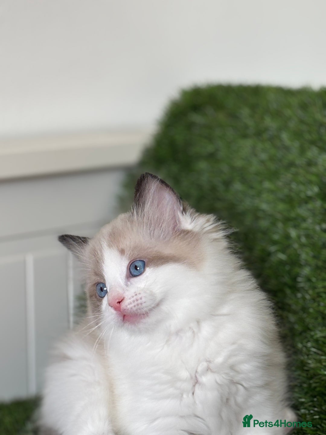 Ragdoll cats for sale: Beautiful two GCCF kittens. Blue Bicolour Ragdolls - Advert 20
