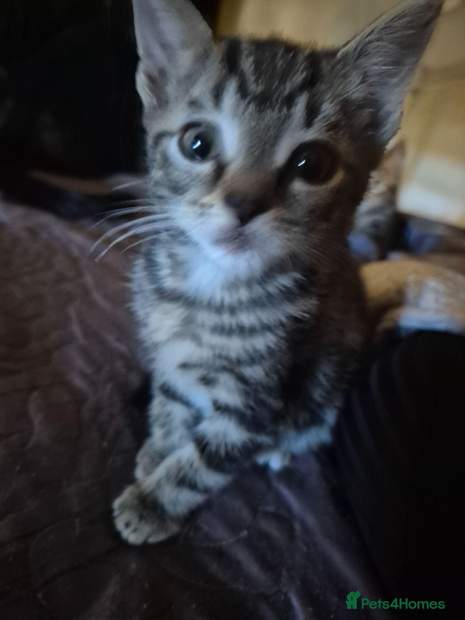 Mixed Breed cats 3 kittens  - Advert 3