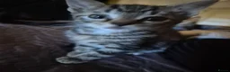 Mixed Breed cats for sale: 3 kittens  - Advert 1