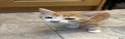 Mixed Breed cats for sale: Adorable farm kittens for sale - Advert 4