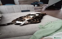 Domestic Shorthair cats for sale: Brother cats for sale - Advert 3