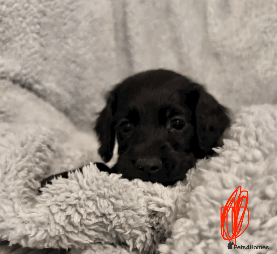 Sprocker dogs for sale: Sprocker puppies! - Advert 8